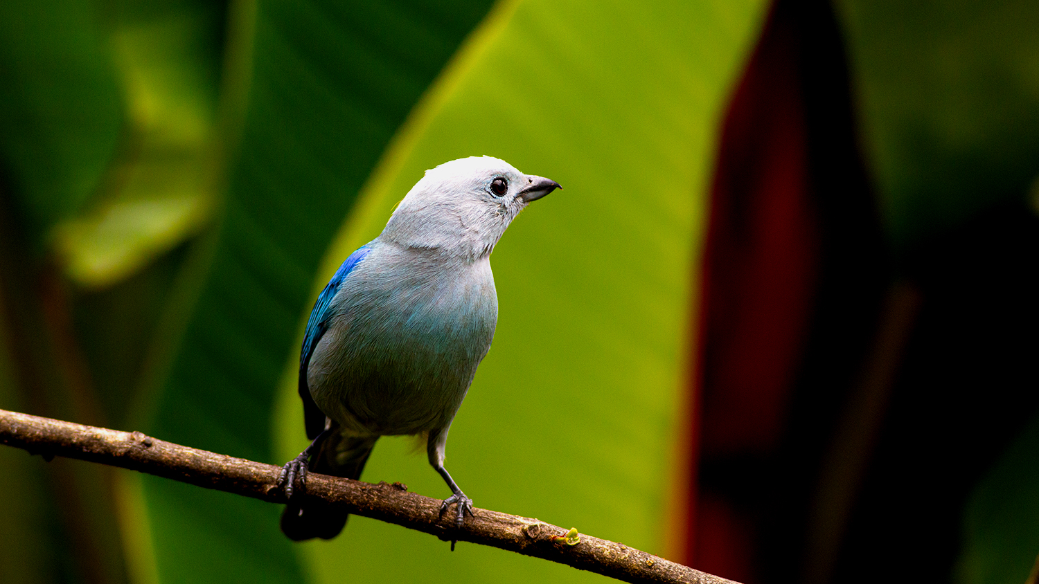 Blue-gray Tanager